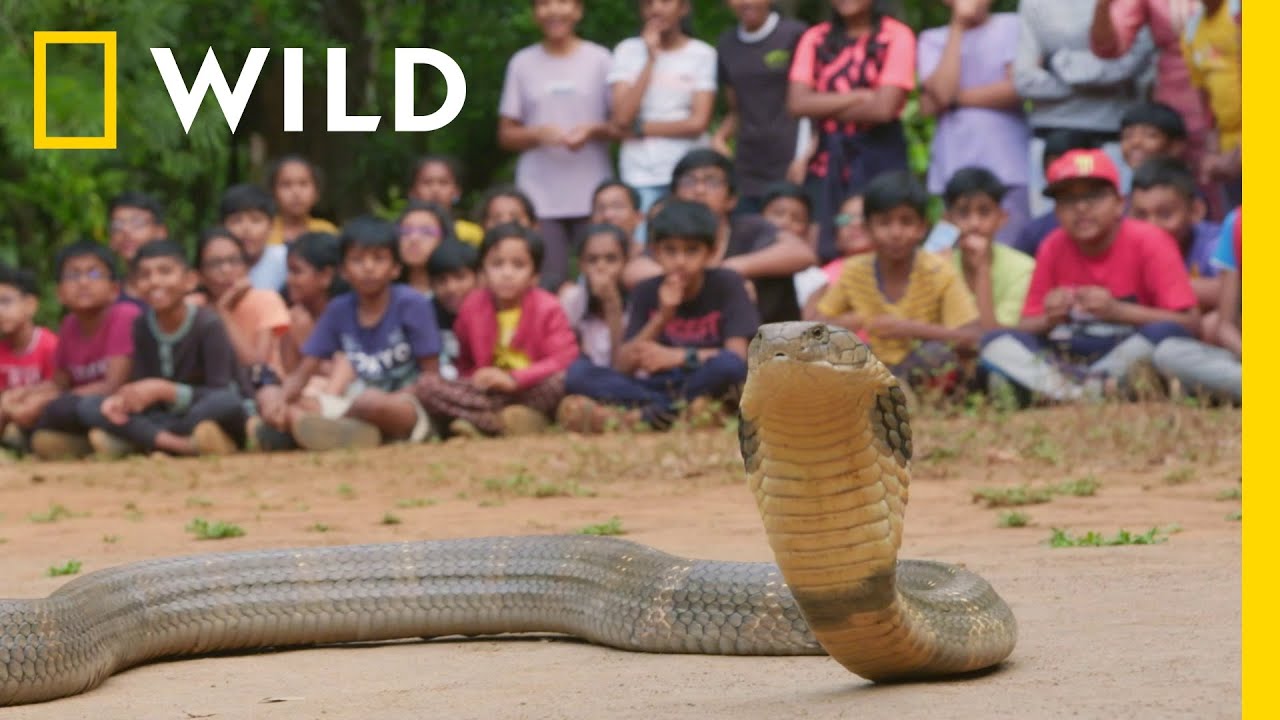Ogromna, jadowita kobra królewska pojawiła się na dziecięcym obozie! | Węże w mieście