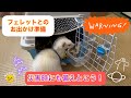 フェレットのおでかけ準備(災害時にも備えとこう)