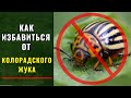 Совместная посадка картофеля с горохом "ИЛИ" как избавится от КОЛОРАДСКОГО ЖУКА.