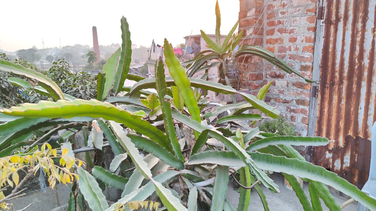 বিনা মূল্যে ড্রাগন গাছের ক্যালসিয়ামের অভাব পূরণ করার পদ্ধতি।