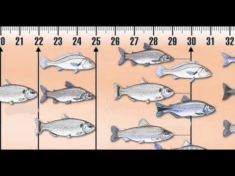 Vídeo: Que Tipo De Peixe é Pescado Em Outubro