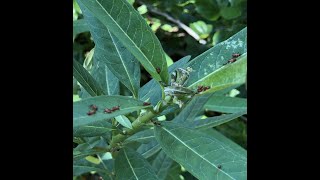 How do you manage those red Milkweed Bugs?