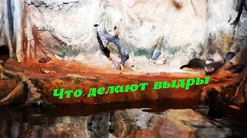 ЧТО ДЕЛАЮТ ВЫДРЫ