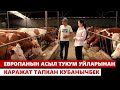 Европанын асыл тукум уйларынан чарба түптөгөн Кубанычбек