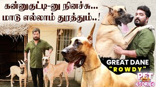 Dogக்கு Supplement கொடுத்தா நல்லா வளரும்  GREAT DANE ROWDY | Pet Story | IBC Tamil