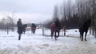Ruby casually lunging to the right on New Year's Eve
