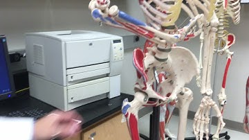 Rectus Femoris Muscle - Origin, Insertion, & Action