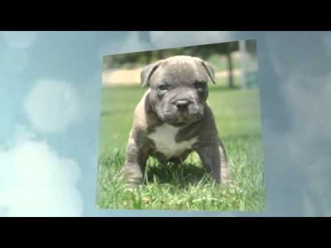 How To Potty Train Pitbull Puppy - YouTube