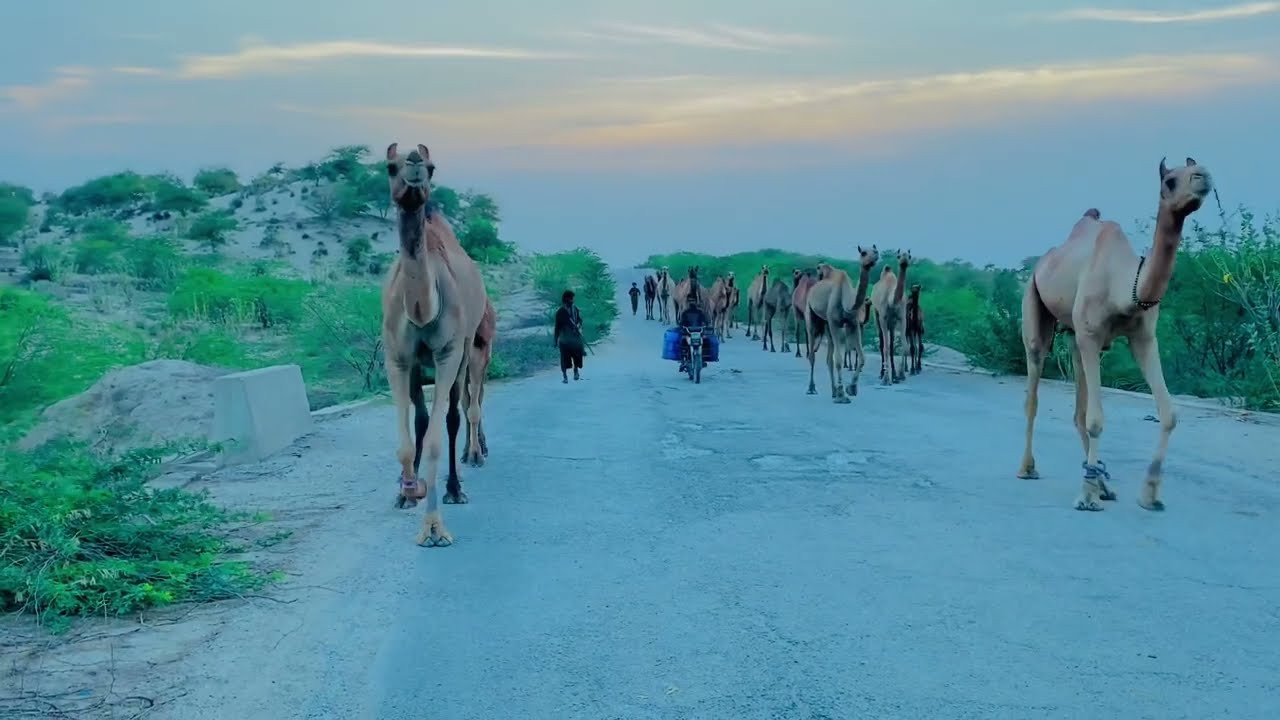 Camel with Female camel Love story in Pakistani