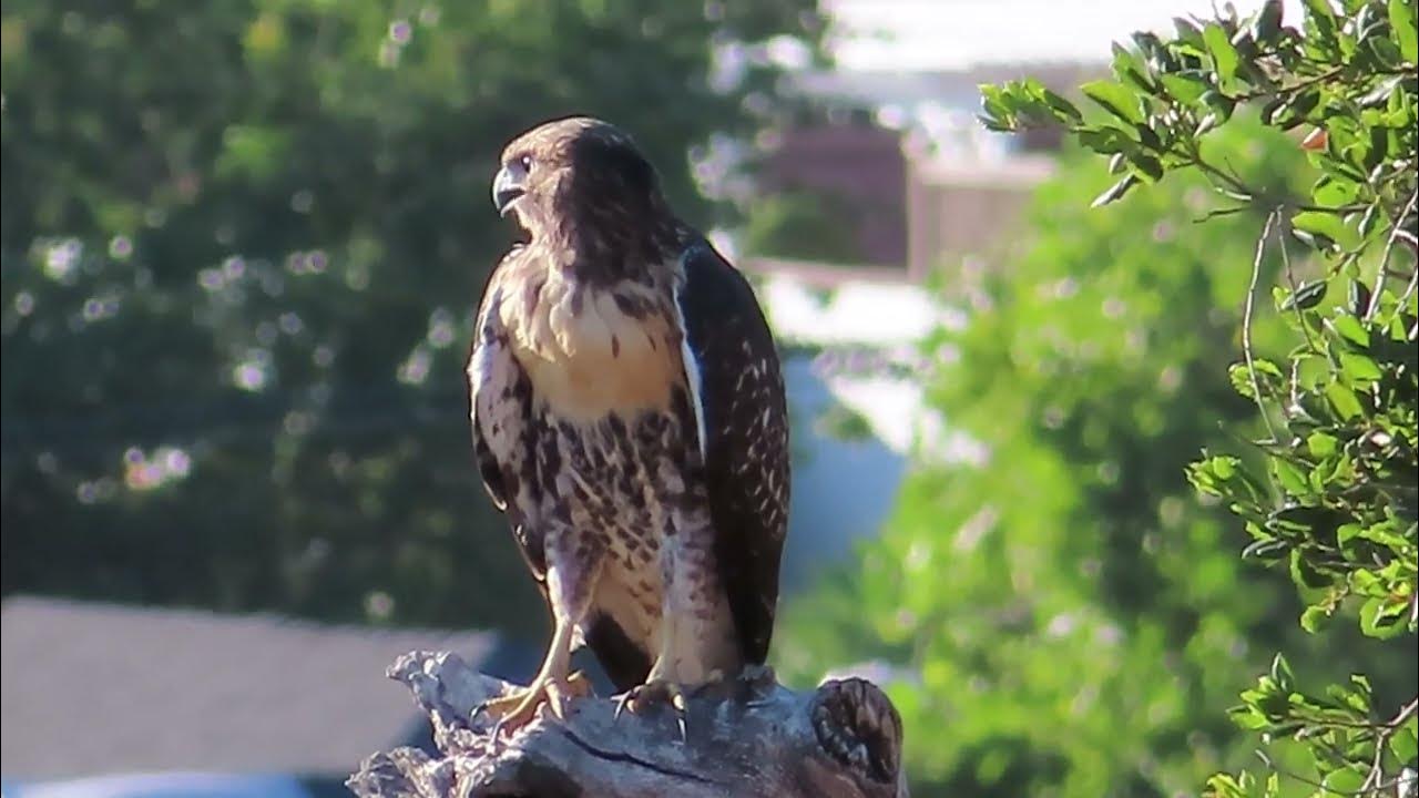 A juvenile RedTailed Hawk crying for its parents YouTube