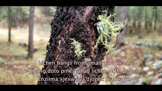 A brief glimpse at portion of the coconino national forest in arizona,
narrated arodjun version 9.0.2. also thanks so much for 500
nguhbscribers! more t...