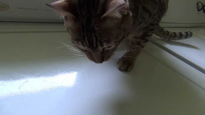 Watch the video about Savannah cat eating a fly