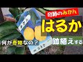 果樹栽培：奇跡のみかん「はるか」を鉢植えしました