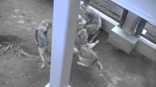 秋のオオカミ一家~走り回るルーク~Wolves