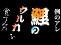仕込んでから1年経過したコイのウルカを食ってみましょう！