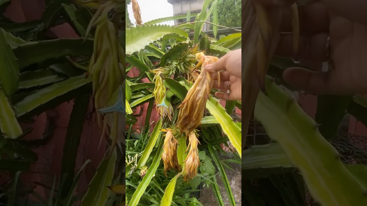 একটু হলেই সব ড্রাগন ফল নষ্ট হয়ে যেত #foryou #gardening #garden #plant#foryoupage #gitapayelsgarden