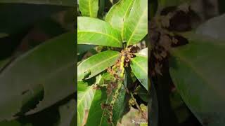 Organic Fertilizer for Mango trees