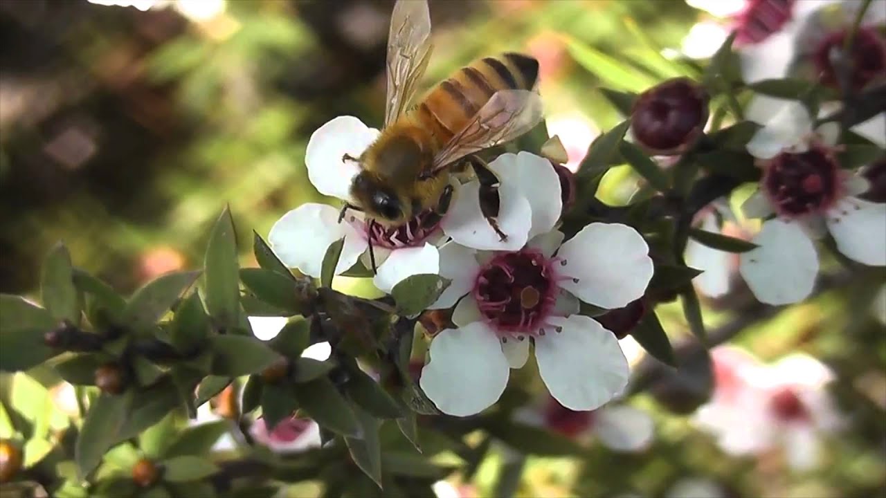 Bees gathering Manuka Honey pollen