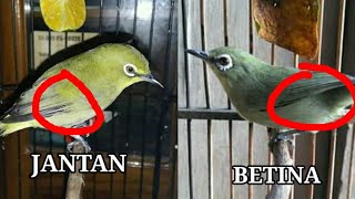 Membedakan ciri ciri pleci jantan dan betina