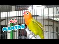 Lovebird paud balibu fighter cocok untuk pancingan lovebird belajar ngekek