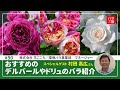#90 おすすめのデルバールやドリュのバラ紹介
