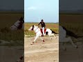 Horse riding video 🐎🔥 ghode ki video # #horseracing #horseriding #horse #viralvideo #foryou #shorts