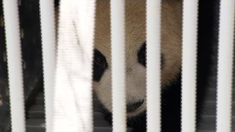 Panda mania hits Germany as China