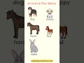 Animals and Their Babies Names with Pictures #shorts #animals #vocabulary #learningenglish