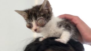 Tiny Kitten Has Her Eyes In Terrible Condition But Her Foster Mom Never Give Up In Her