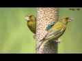 European Greenfinch