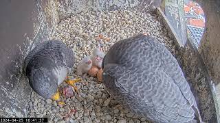 Slechtvalken Nestkast Onze Lieve Vrouwe Toren Amersfoort 25.04.2024 10:36