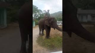 Elephant water tap