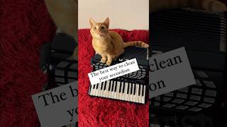 The Best Way To Clean Your Accordion. Mila Helps. #Cat #Accordion #Cleaning #Elenastenkina