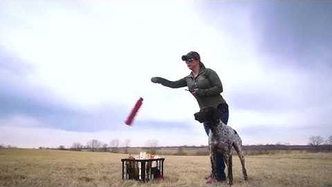 DT Systems Upland Pointing Dog Training