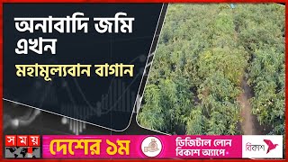 আম বদল দযছ নওগর অরথনত Nagaon Economy Mango Garden Mango Business Somoy Tv