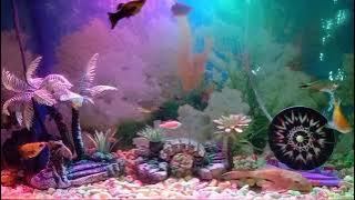 Akuarium Dengan Gemericik Air yang menenangkan