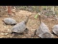 ガラパゴスゾウガメ,チャールズ・ダーウィン研究所,サンタクルス島,Galapagos Tortoise,Charles Darwin Research Station,Santa Cruz