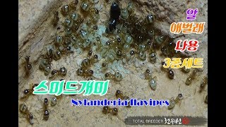 스미드개미(Nylanderia flavipes)2018.02.17