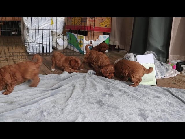 Dori video thumbnail