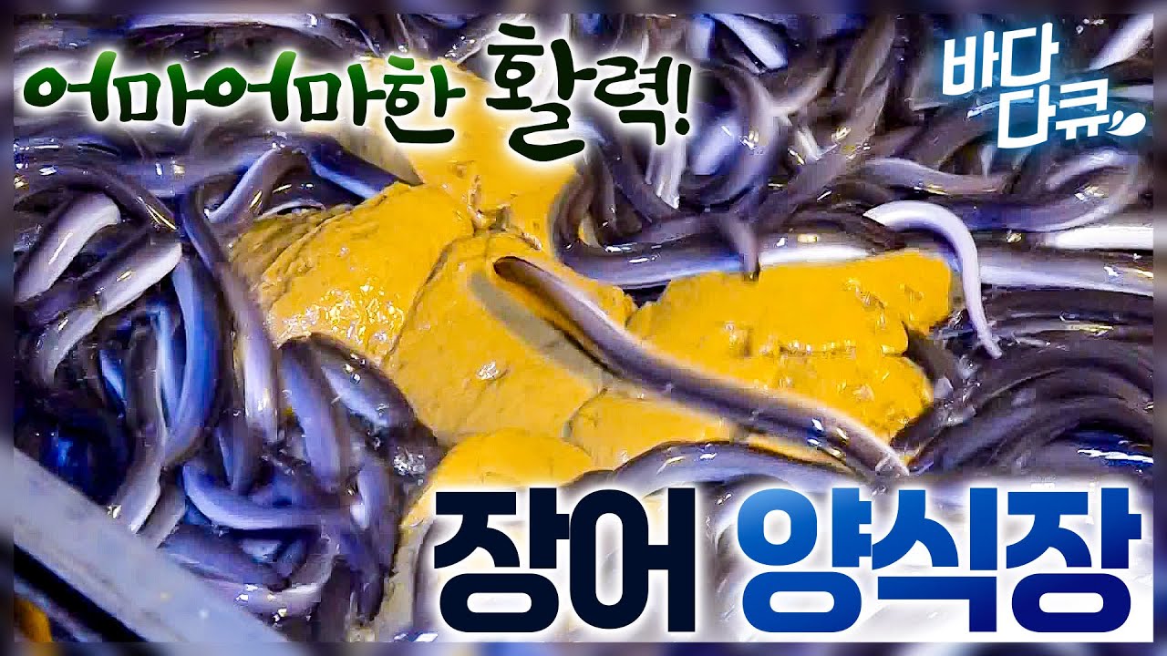 작은 실장어 키워 값비싼 민물 장어로! 입이 떡 벌어지는 장어 양식 과정 / #바다다큐