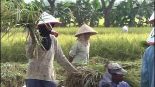 Indahnya Pesta Panen Makan Bersama di Tengah Sawah