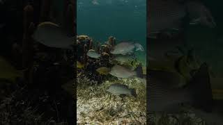 Snorkel / Thomas More Travel