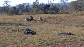 Ontmoetingen in de Savanne.  De Leeuw