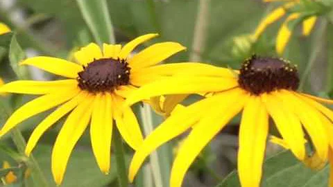 Ojibwe Word of the Day Waabigwani-giizis.  ᐙᐱᑾᓂ ᑮᓯᔅ  'May, literally "The Flower Moon".'