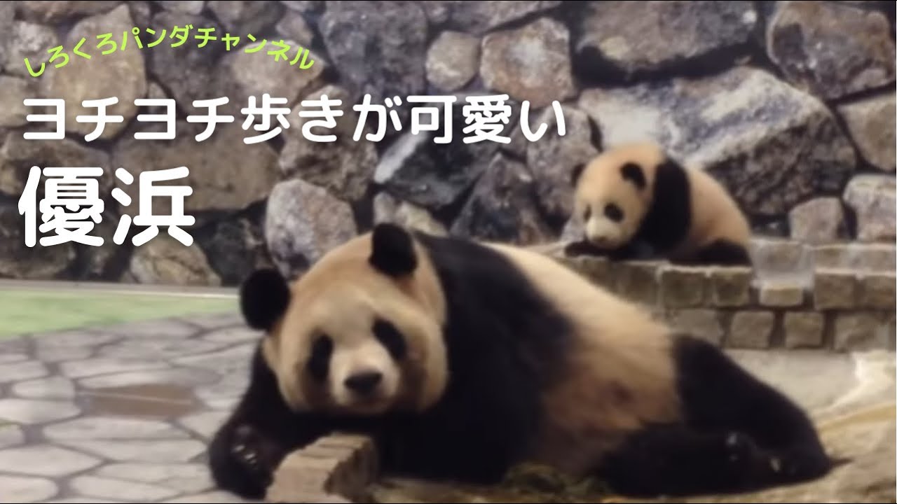 優浜 お母さんに抱っこ ヨチヨチ歩きが可愛い赤ちゃんパンダ Baby Cute Panda Youtube