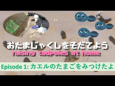 おたまじゃくしをそだてよう第1話 -かえるのたまごを発見！そしてお持ち帰り- Raising Tadpoles at home