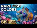 Full Fish Color 2 in 8K HDR 🐠 | Rare Tropical Fish for TV Demo &amp; Relaxation( 8 hours)