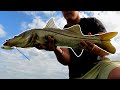 Using Topwater Lures In Small Canal For Snook And Bass
