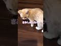 帰宅時、全力で寂しさをぶつける子猫がたまらなく可愛い #テアタイム