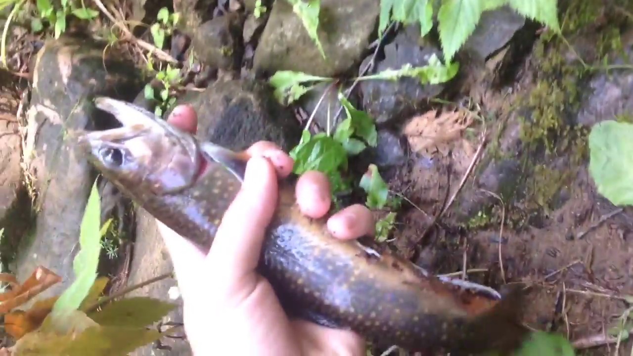 Catching Native Trout Part 2 (Loyalsock Creek) YouTube